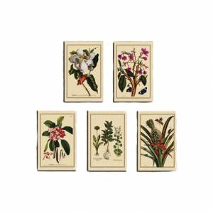 Baño y aromas - Laminas de arte botánico 5 uds (decoracion) 